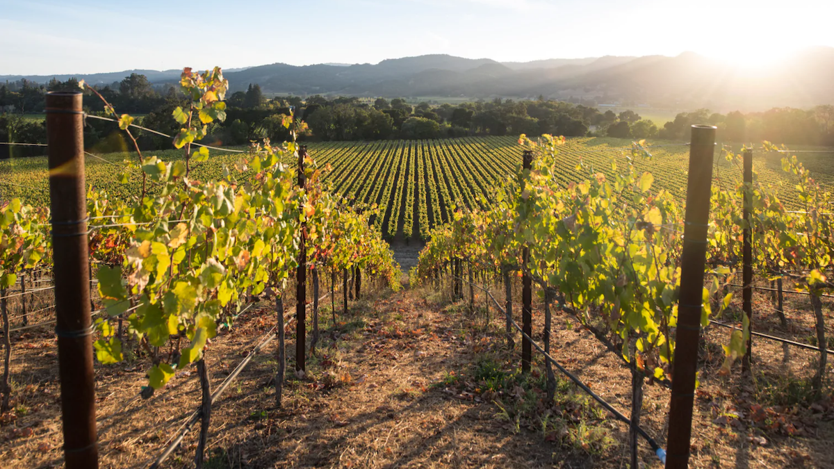 Best Wineries in the Napa Valley - Bucket Listers