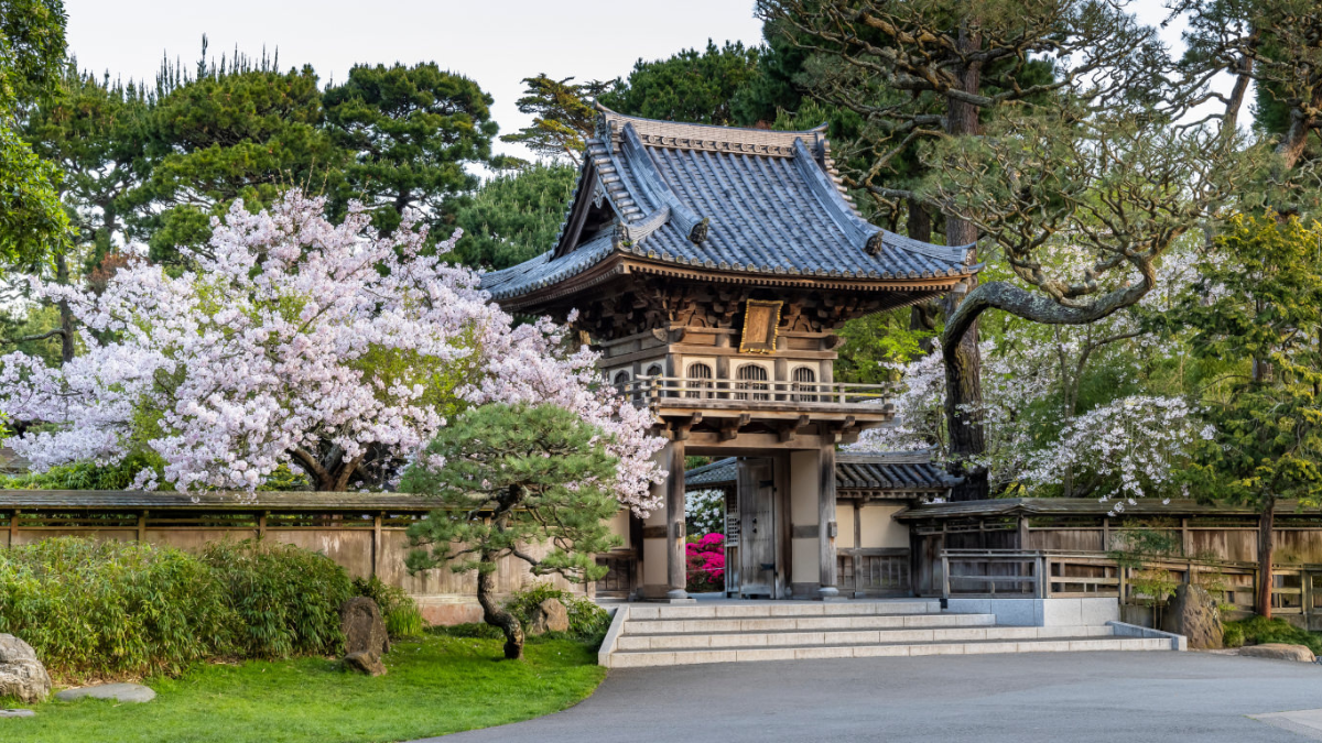 Cherry blossoms at Japanese tea Garden SF
