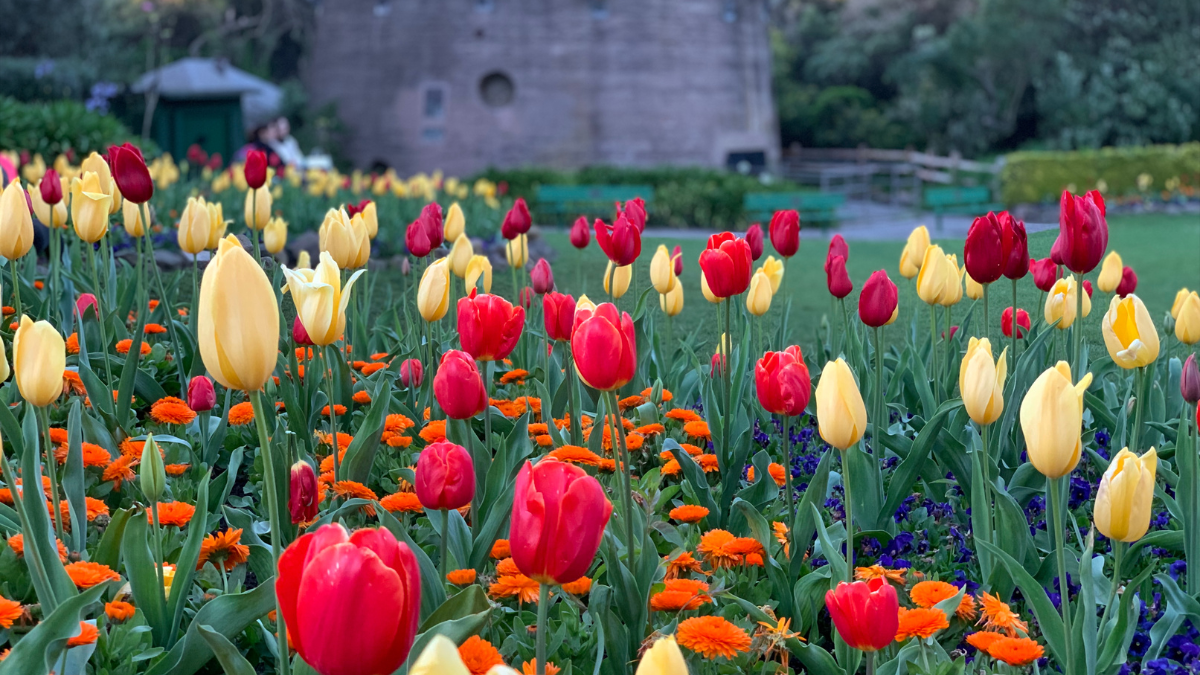 tulips in san francisco