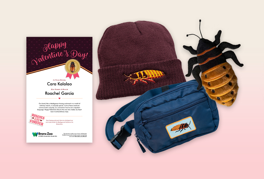 You Can Name a Giant Cockroach After Your Ex at The Bronx Zoo This