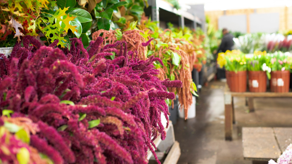 san francisco flower market