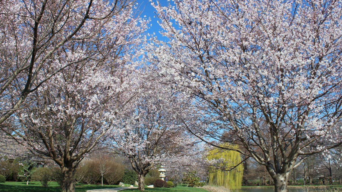 Where to See Spring Blooms & Cherry Blossoms in Chicago